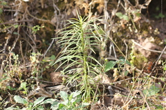 Podocarpus parlatorei