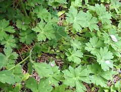 Geranium californicum