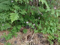 Geranium californicum