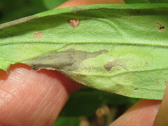 Calycomyza cynoglossi