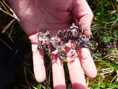 Masonhalea richardsonii