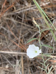 Stylisma pickeringii pattersonii