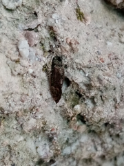 Psocetae