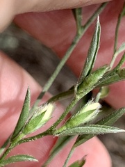 Stylisma pickeringii pattersonii