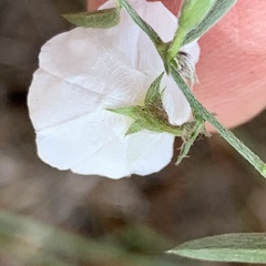 Stylisma pickeringii pattersonii