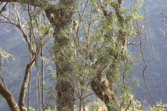 Podocarpus parlatorei