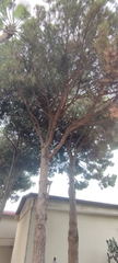 Pinus