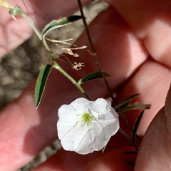Stylisma pickeringii pattersonii