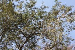 Podocarpus parlatorei