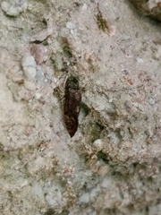 Psocetae