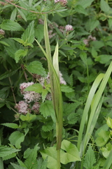 Ustilago filiformis