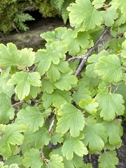 Ribes oxyacanthoides oxyacanthoides