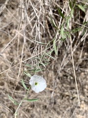 Stylisma pickeringii pattersonii