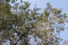 Podocarpus parlatorei