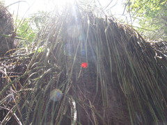 Disocactus speciosus speciosus