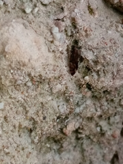 Psocetae