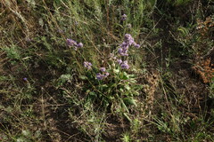 Limonium tomentellum