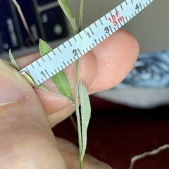 Stylisma pickeringii pattersonii
