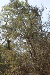 Podocarpus parlatorei