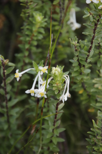 Image of Gnidia tomentosa by (c) Tony Rebelo, some rights reserved (CC BY-SA)