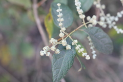 Buddleja iresinoides