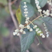 Buddleja iresinoides - Photo (c) Romi Galeota Lencina, alguns direitos reservados (CC BY), enviado por Romi Galeota Lencina