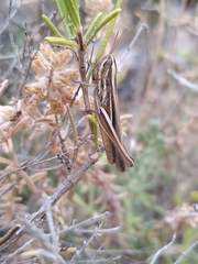 Euchorthippus chopardi