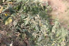 Buddleja iresinoides