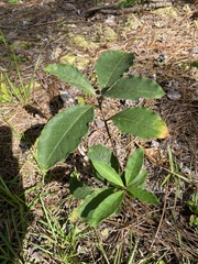Asclepias variegata