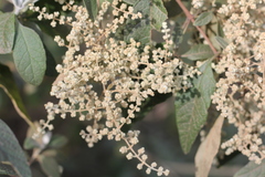 Buddleja iresinoides