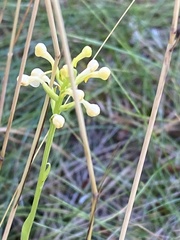 Platanthera pallida