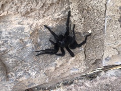 Amblyocarenum walckenaeri