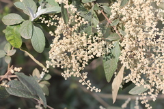 Buddleja iresinoides