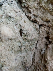 Psocetae