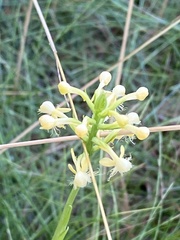 Platanthera pallida
