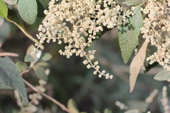 Buddleja iresinoides