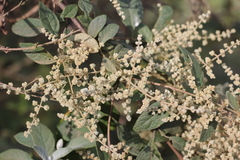 Buddleja iresinoides