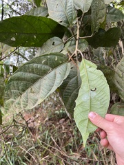 Buxaceae