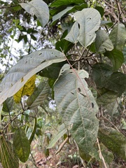 Buxaceae