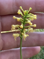 Platanthera pallida