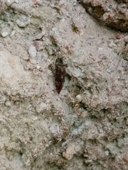 Psocetae