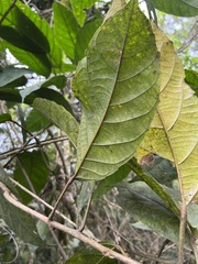 Buxaceae