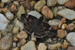 Erynnis zarucco