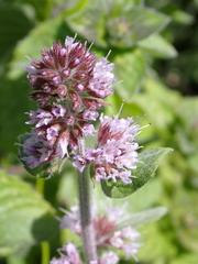 Mentha aquatica