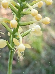 Platanthera pallida