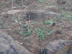 Hemiphylacus latifolius