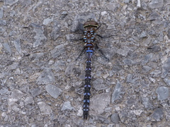Aeshna constricta