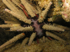 Prionocidaris thomasi