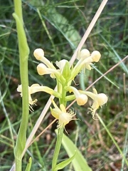 Platanthera pallida