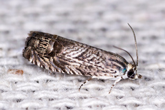 Ofatulena duodecemstriata